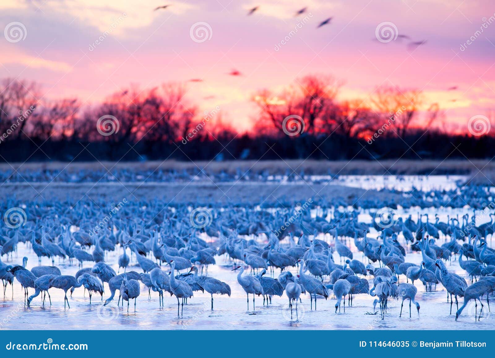 sandhill cranes on the platte river at sunset